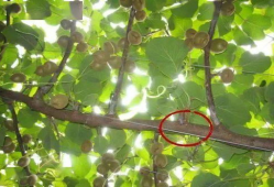 猕猴桃修剪技术视频,视频教程深度解析